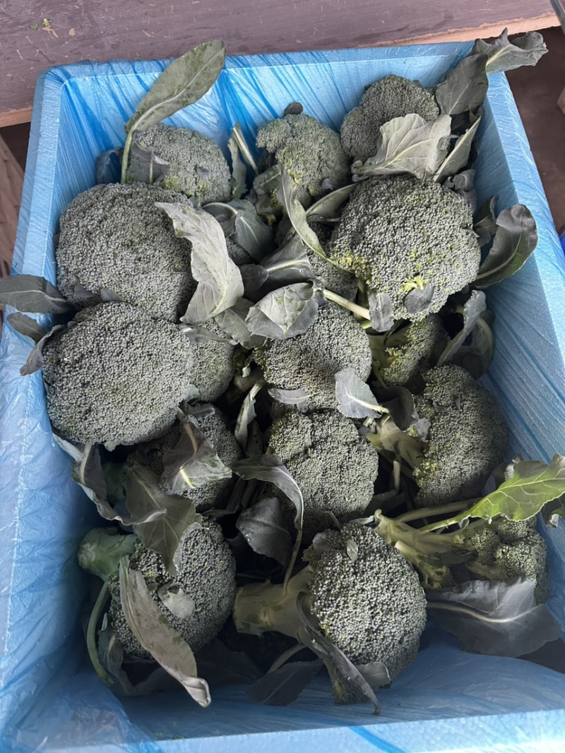 西兰花西兰花批发耐寒优秀西兰花