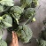 西兰花西兰花批发耐寒优秀西兰花