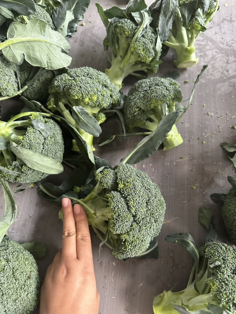 西兰花西兰花批发耐寒优秀西兰花