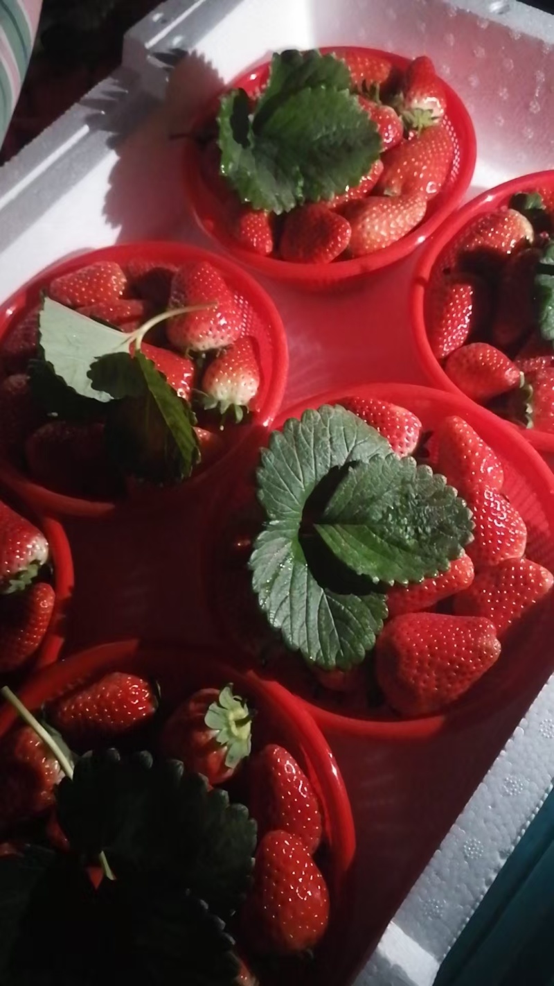 宁玉草莓自产自销质量保证一手货源，全国对接可视频看货