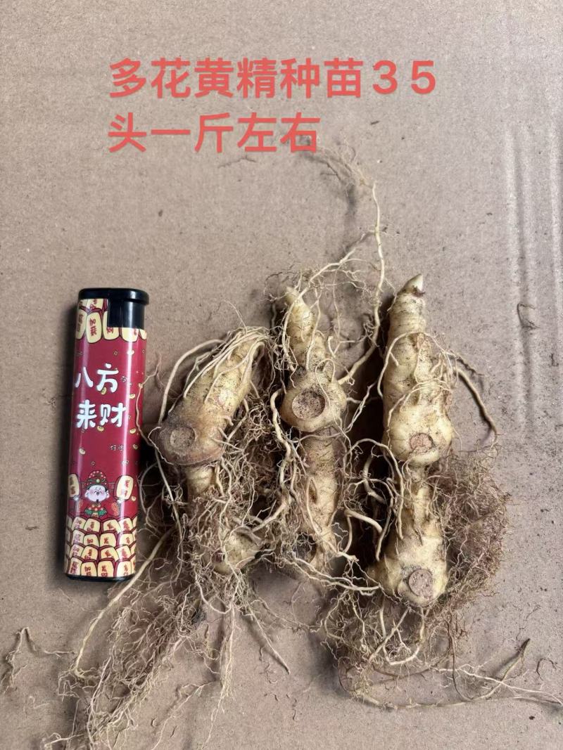 块茎苗