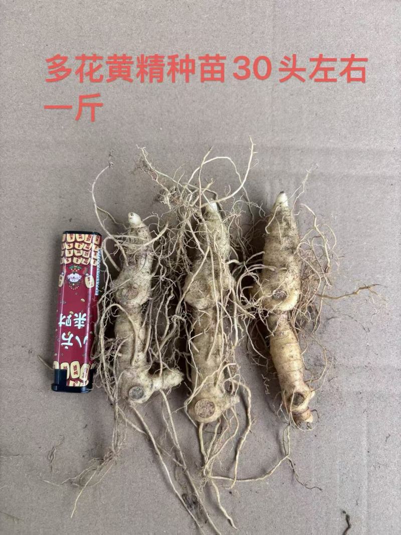 块茎苗
