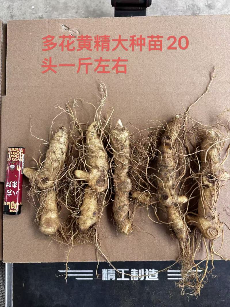 块茎苗