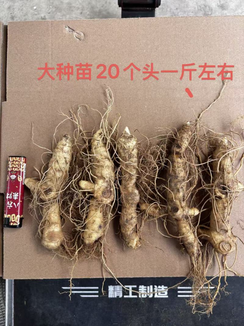 块茎苗