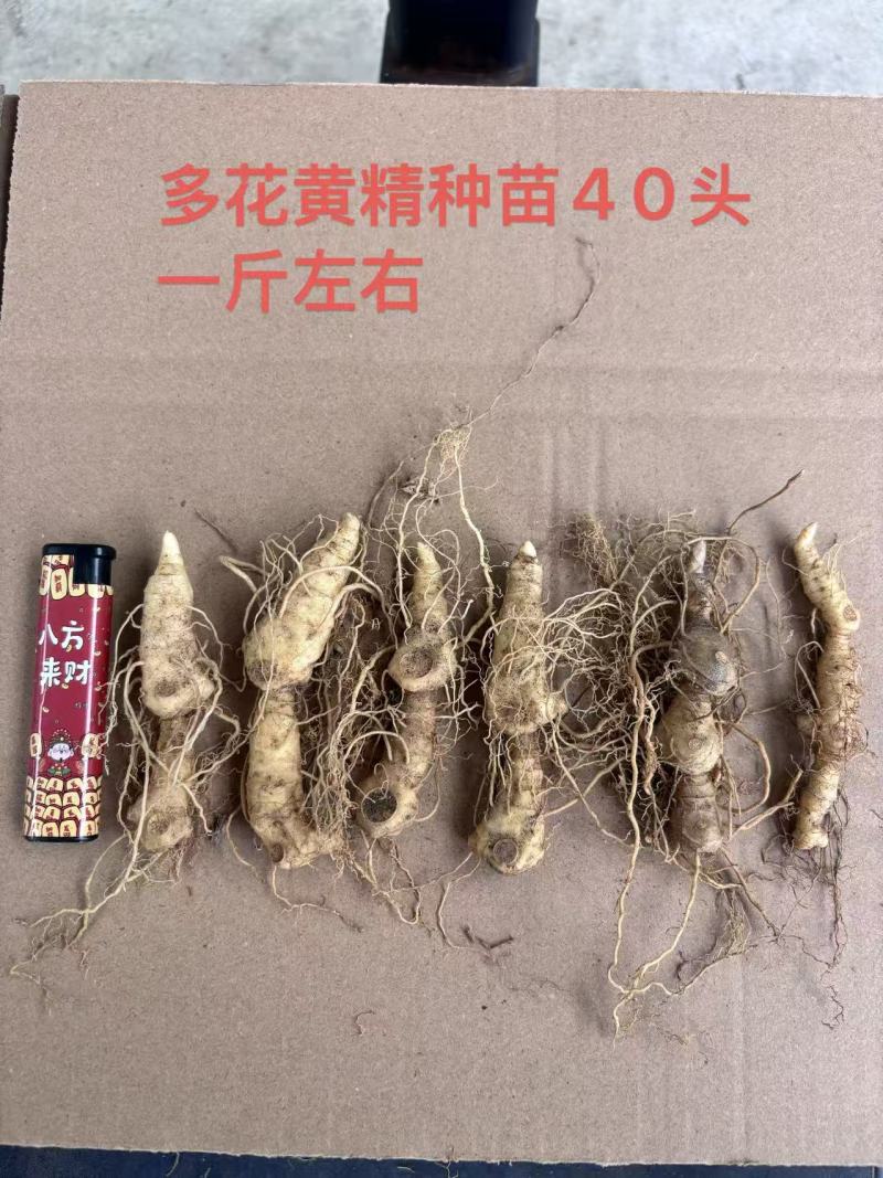 块茎苗