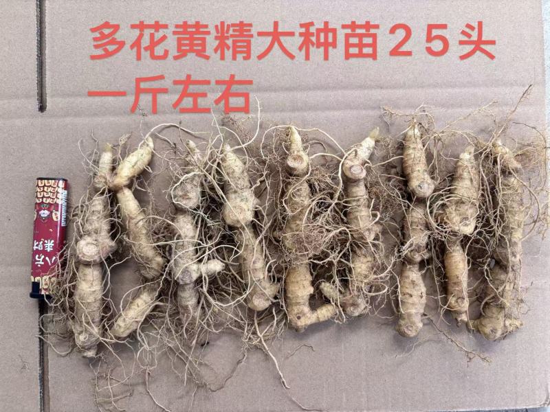 块茎苗
