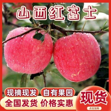 山西临漪冰糖心苹果大量上市可视频看货代采代发诚信代办