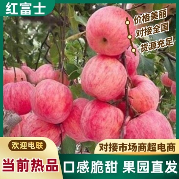 【热卖】红富士苹果产地直销量大质优价格优惠欢迎采购