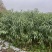桃树苗，大青桃树苗，大量接单产地直发量大从优欢迎