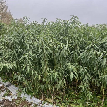 【推荐】桃树苗，大青桃树苗大量接单产地直发欢迎来电