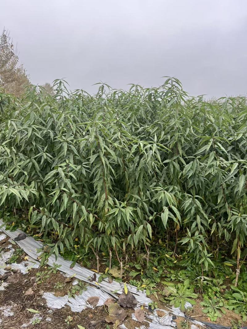 【推荐】桃树苗，大青桃树苗大量接单产地直发欢迎来电