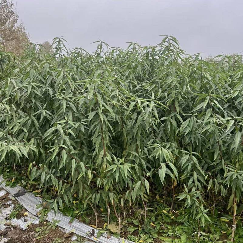 【实力】江苏大青桃树苗基地直发品质保证诚信合作欢迎下单