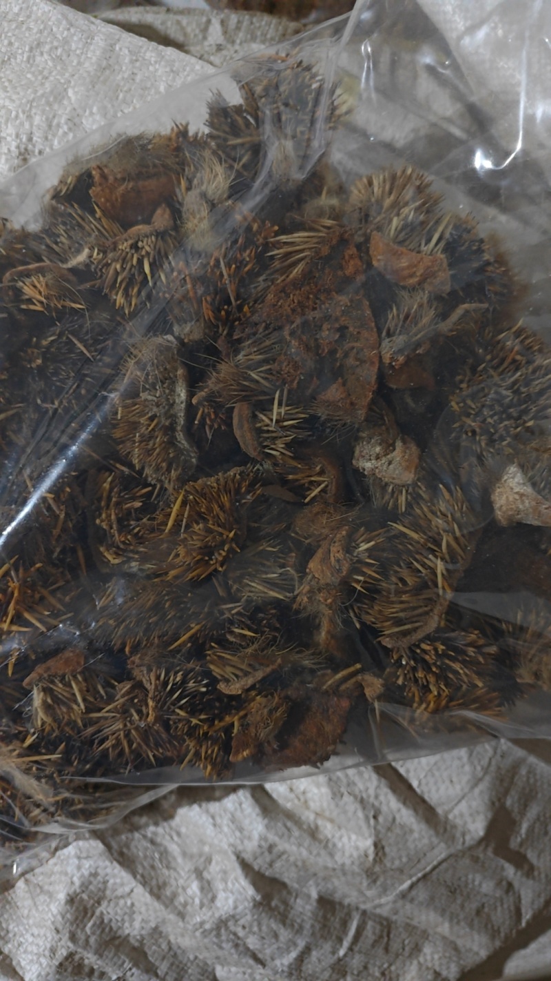 炒刺猬皮货好量大一公斤起售野货不满意可以退换货