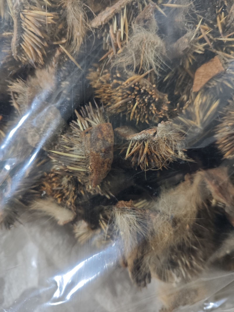 炒刺猬皮货好量大一公斤起售野货不满意可以退换货