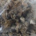 炒刺猬皮货好量大一公斤起售野货不满意可以退换货