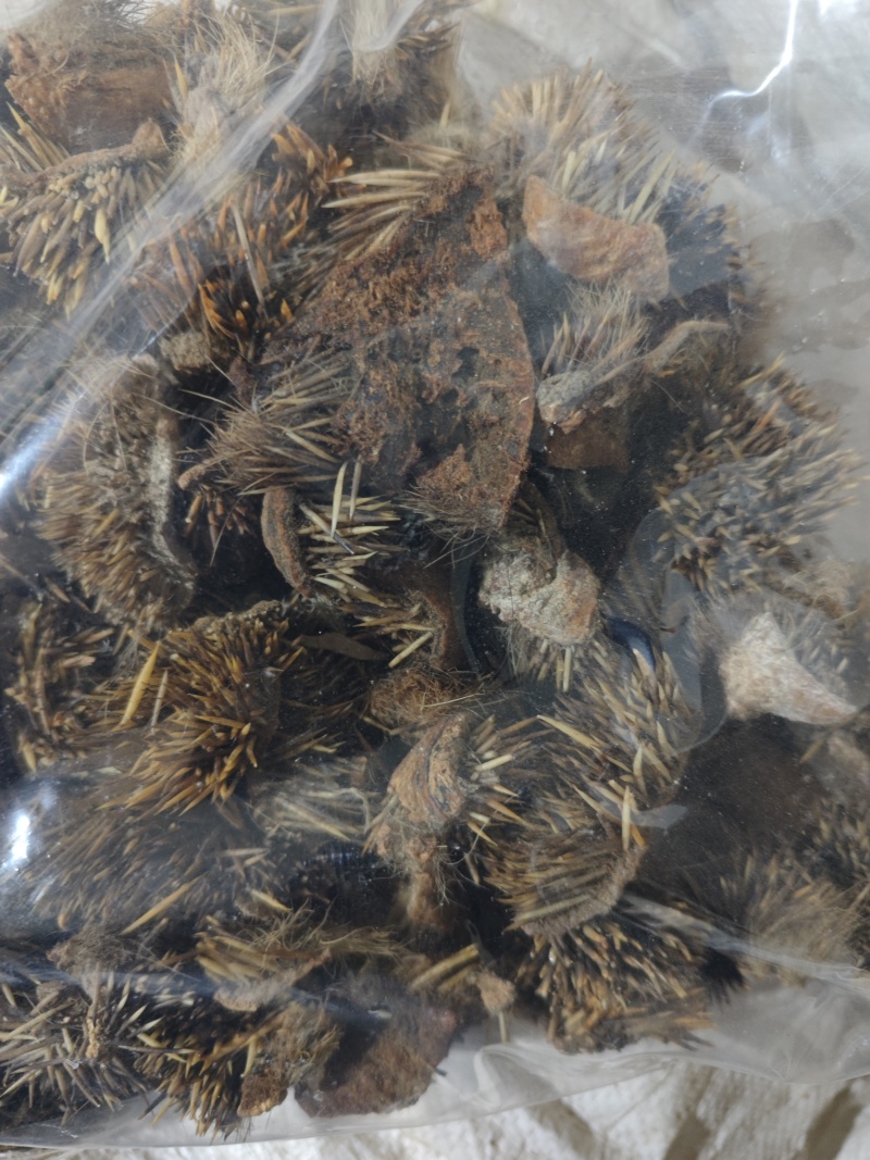 炒刺猬皮货好量大一公斤起售野货不满意可以退换货