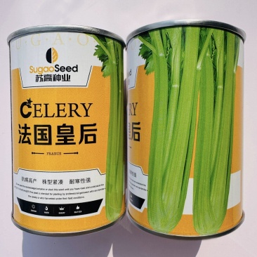 法国皇后西芹种子罐装种子实心芹菜种子纤维少产量高早熟西芹