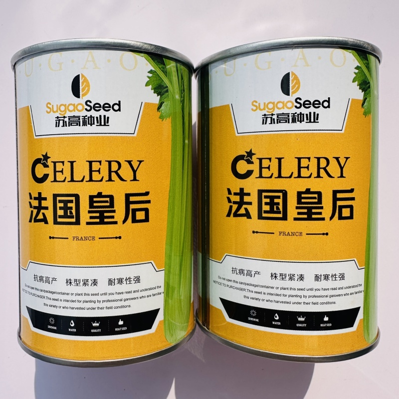 法国皇后西芹种子罐装种子实心芹菜种子纤维少产量高早熟西芹