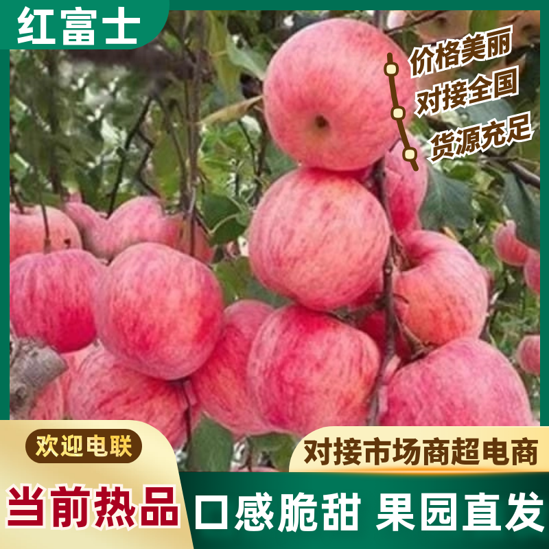 山西冰糖心苹果大量上市，支持视频看货承接电商