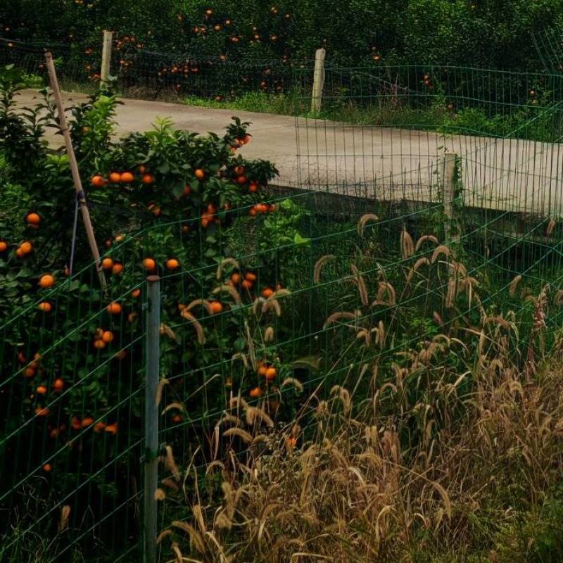 金秋沙糖桔