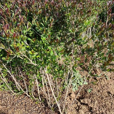紫叶水蜡绿篱苗60厘米高江苏产地水腊毛球