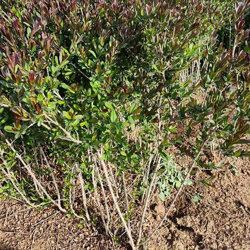 紫叶水蜡绿篱苗60厘米高江苏产地水腊毛球