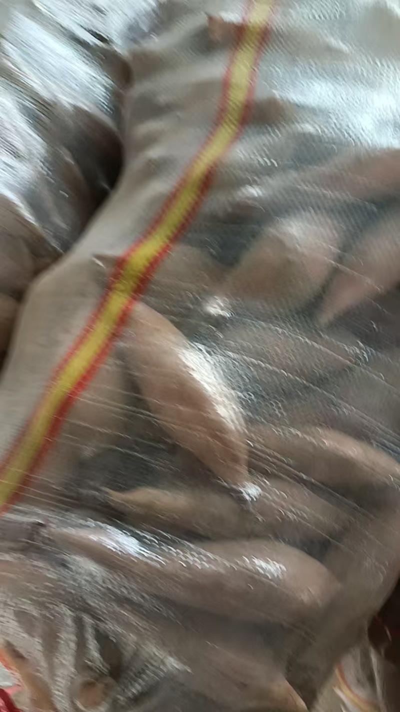 【推荐】开封龙薯9号现质量保证大量对接电商商超