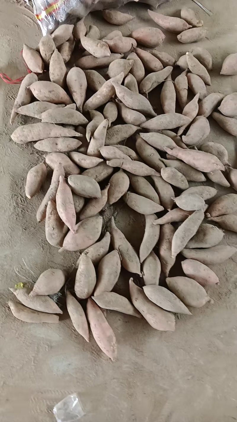 【推荐】开封龙薯9号现质量保证大量对接电商商超