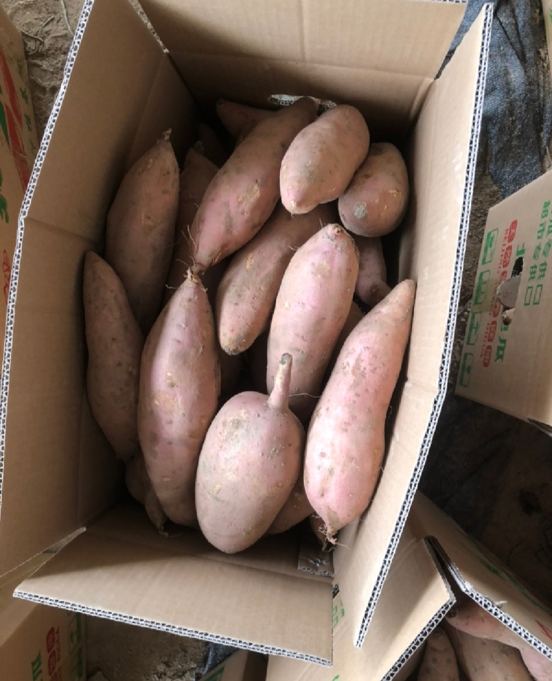 【推荐】开封龙薯9号现质量保证大量对接电商商超