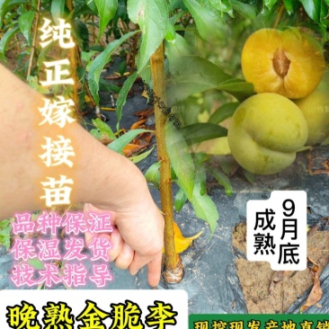 四川晚熟金脆李树苗9月中下旬成熟的李子晚熟品种