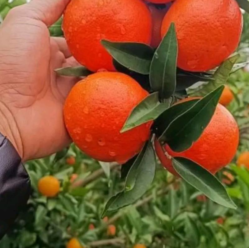 红橘东方红蜜橘世纪红颜色火红果面靓丽产地货源充足大量供