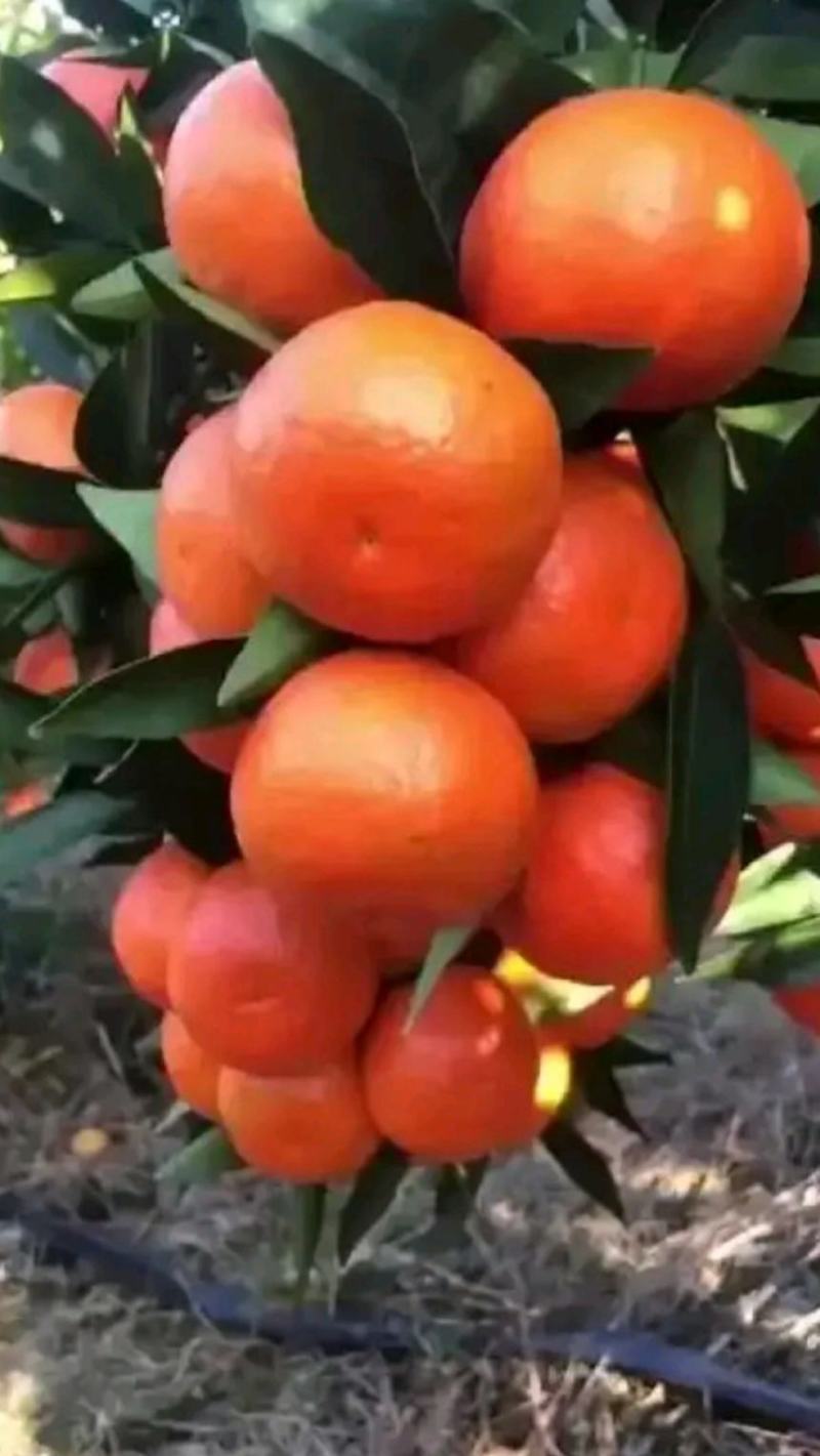 红橘东方红蜜橘世纪红颜色火红果面靓丽产地货源充足大量供
