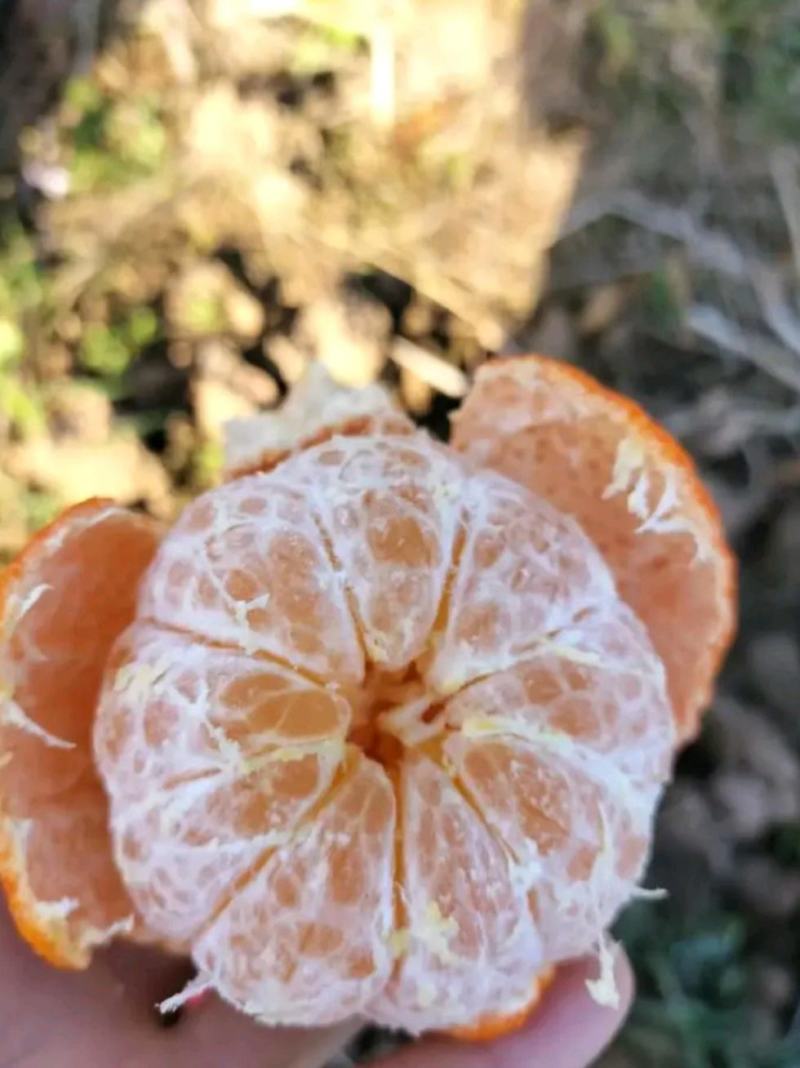 红橘东方红蜜橘世纪红颜色火红果面靓丽产地货源充足大量供