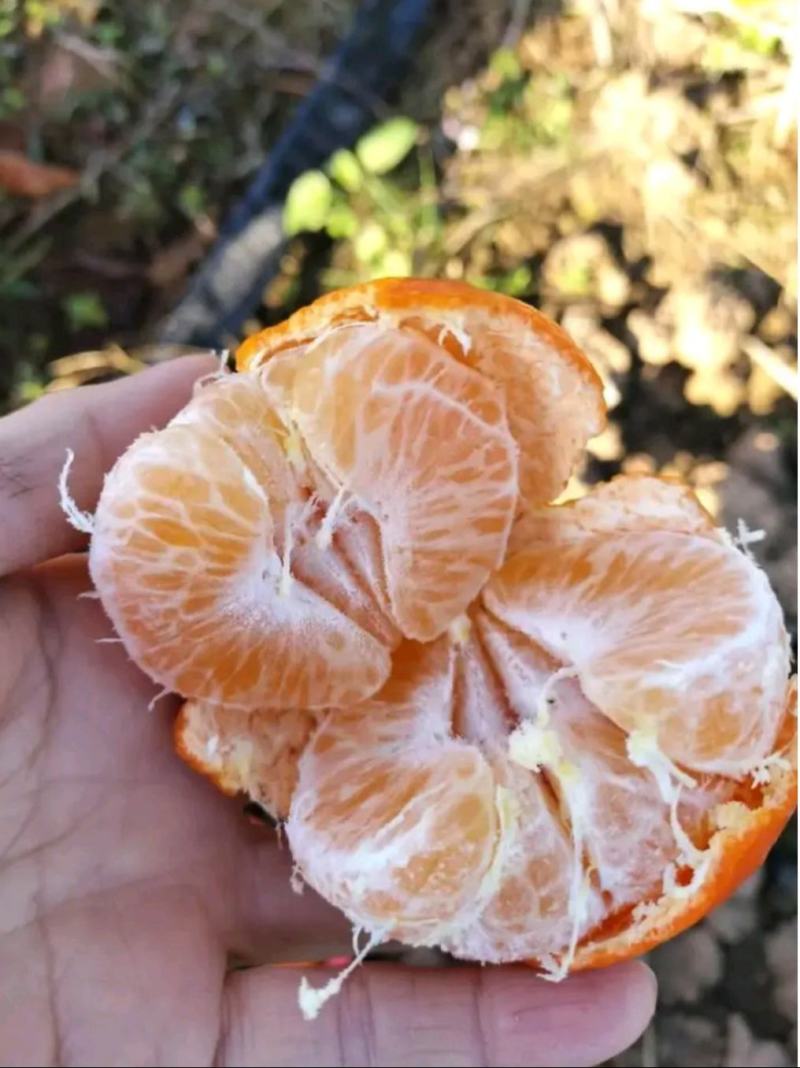 红橘东方红蜜橘世纪红颜色火红果面靓丽产地货源充足大量供