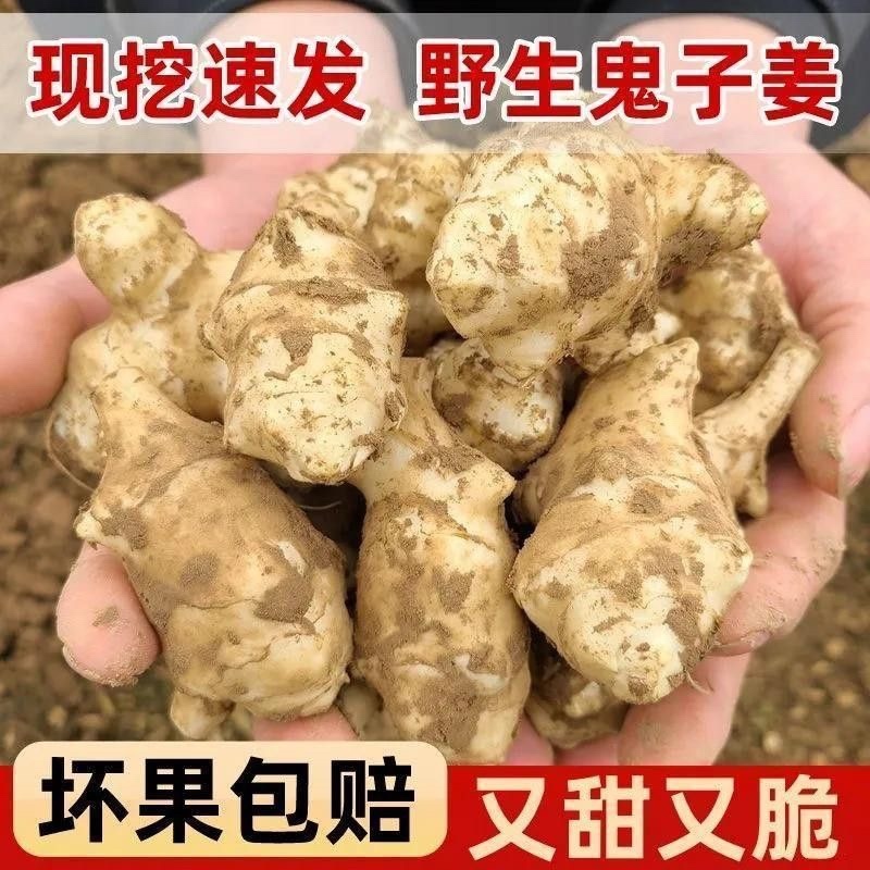洋姜鬼子姜胰岛果