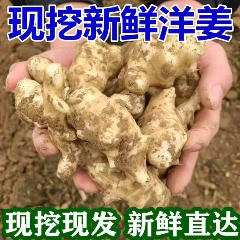 洋姜鬼子姜胰岛果