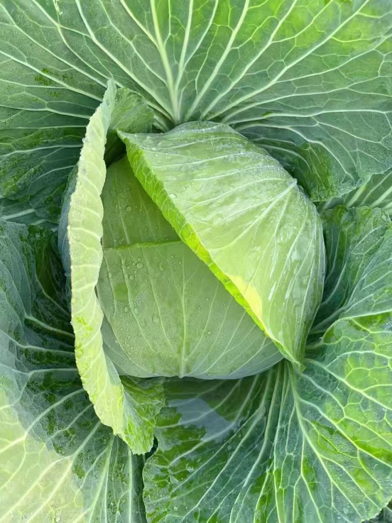 包菜