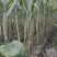 黄甘蔗