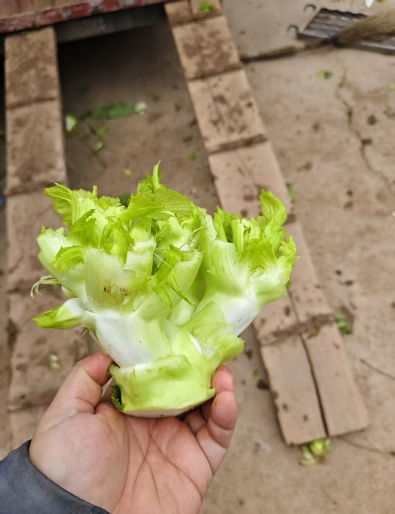儿菜