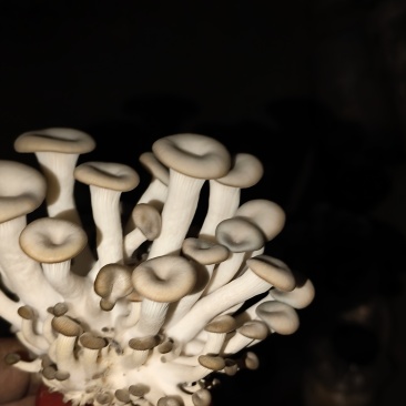 常年出售平菇菌种
