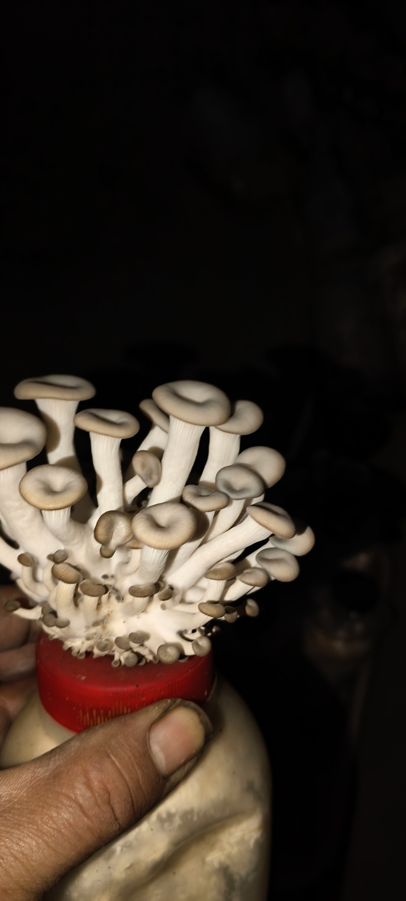 常年出售平菇菌种
