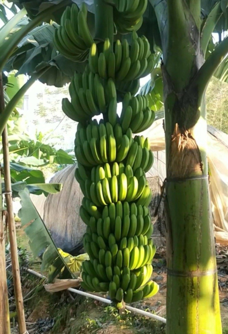 香蕉/宁明本地矮脚香蕉/量大从优/规格齐全/欢迎来电洽谈
