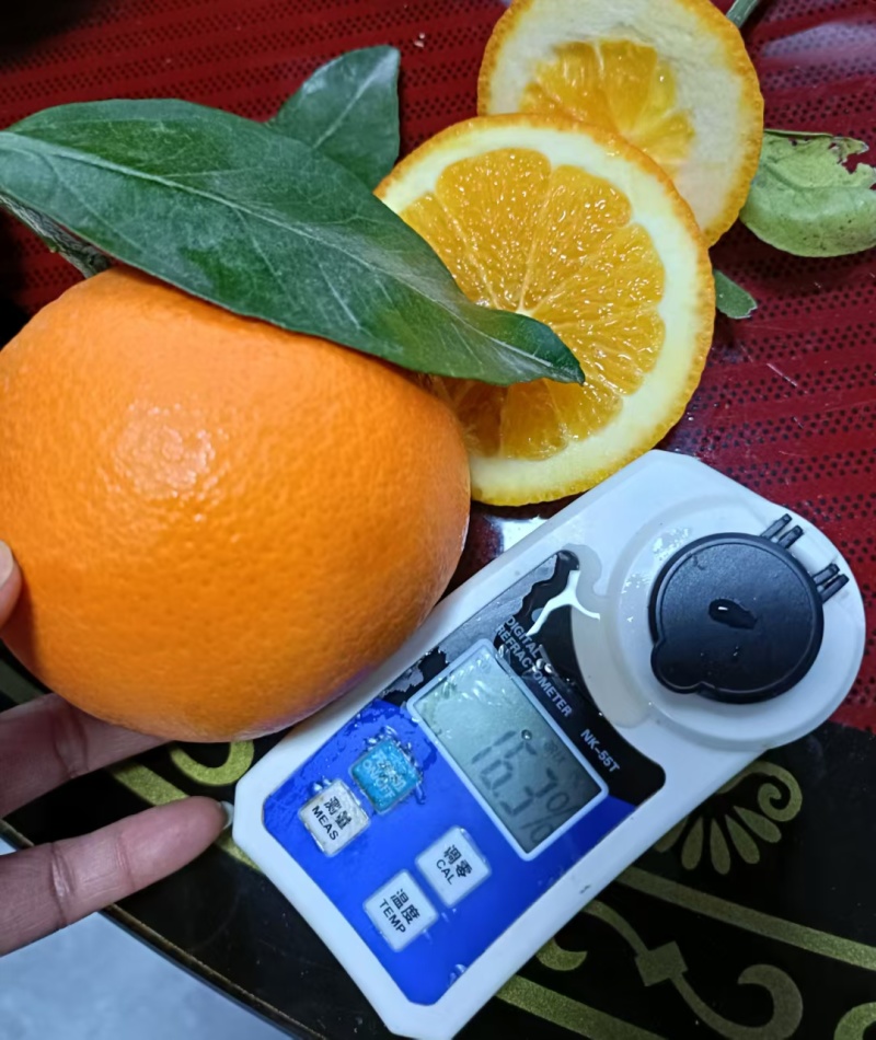 清江脐橙纽荷尔脐橙一手货源量大价优进店联系