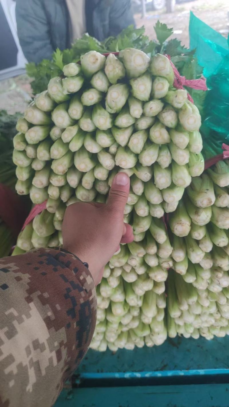 西芹大量上市中货源充足产地直发，支持各种包装，整车发货