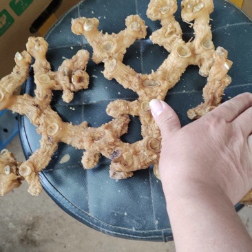 黄精盘货，大盘货，小盘货。