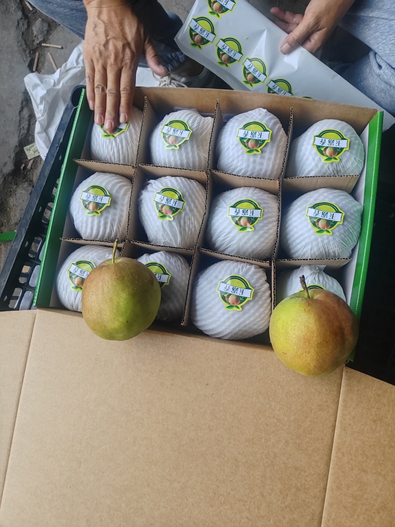 【实力】赵县玉露香梨大量供应中皮薄个大全国批发欢迎选购