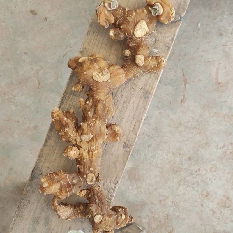 长期大量出售黄精条子货，各种规格都有。