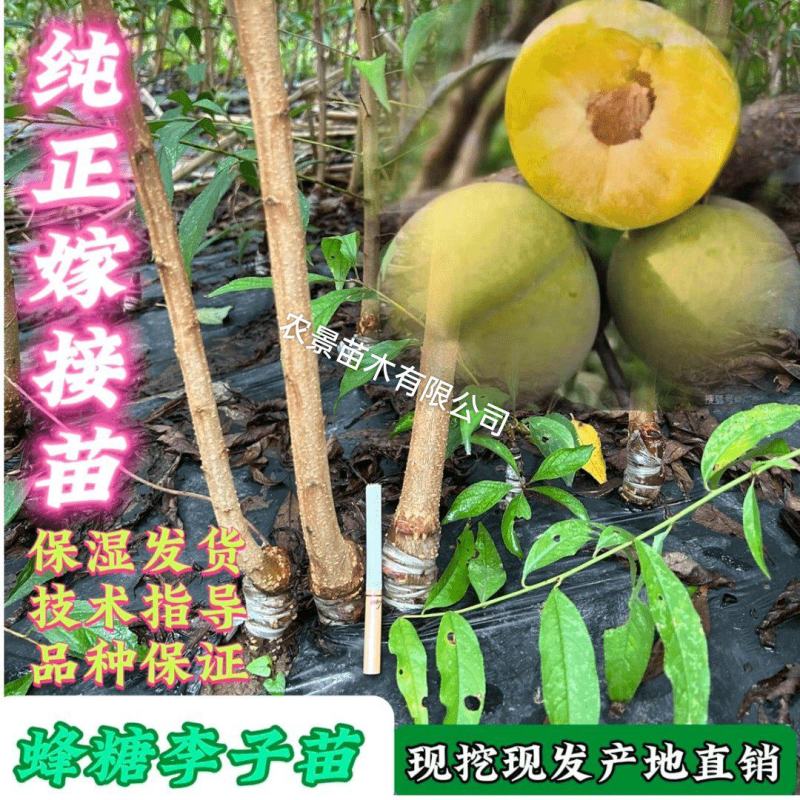 正宗蜂糖李树苗六马蜂糖李嫁接苗脆甜空心脱骨离核