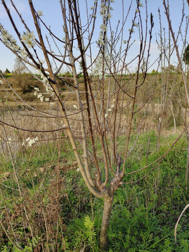 正宗蜂糖李树苗六马蜂糖李嫁接苗脆甜空心脱骨离核