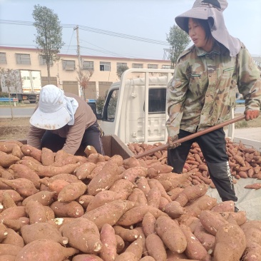 河南省确山县瓦岗丘陵地红薯（19）和西瓜红红薯